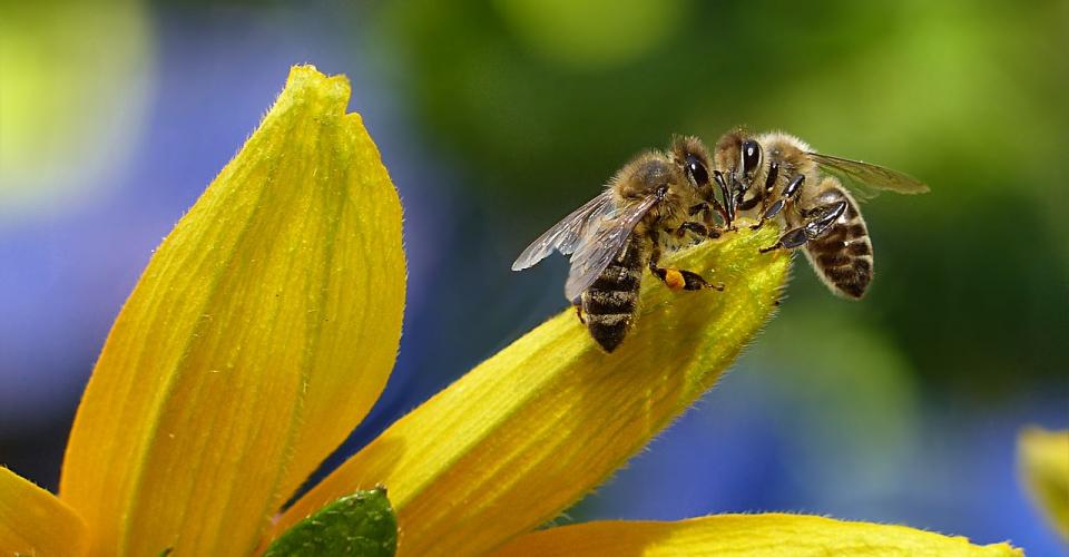  Vietato in modo permanente di utilizzare  tre insetticidi dannosi per le api